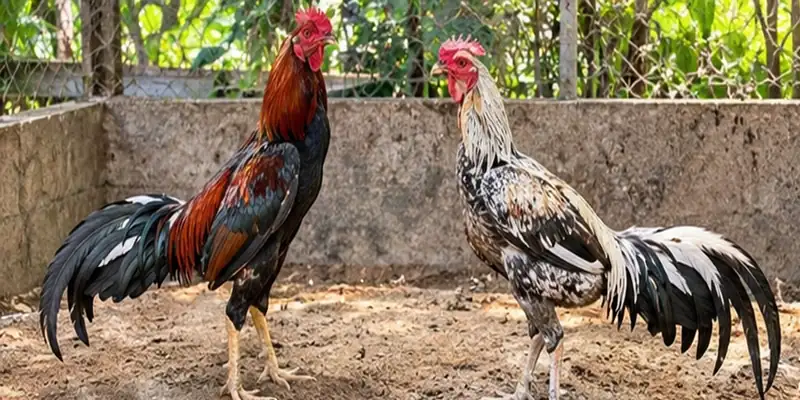 Traditional Rooster Competitions And Historical Event Settings
